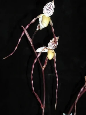 Image of Paphiopedilum phillipinense var roebellenii 3